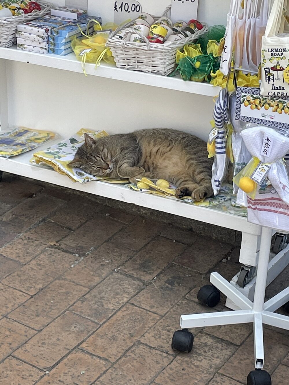A tabby cat sitting beside a small group of knitters with a single knitting needle on the floor