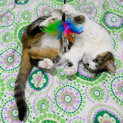 Photo of a cat for Merino Yarn Ball, Pre Tangled