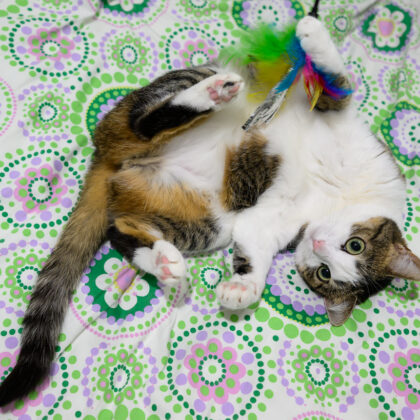 Photo of a cat for Giant Skein, Unravel at Your Own Risk