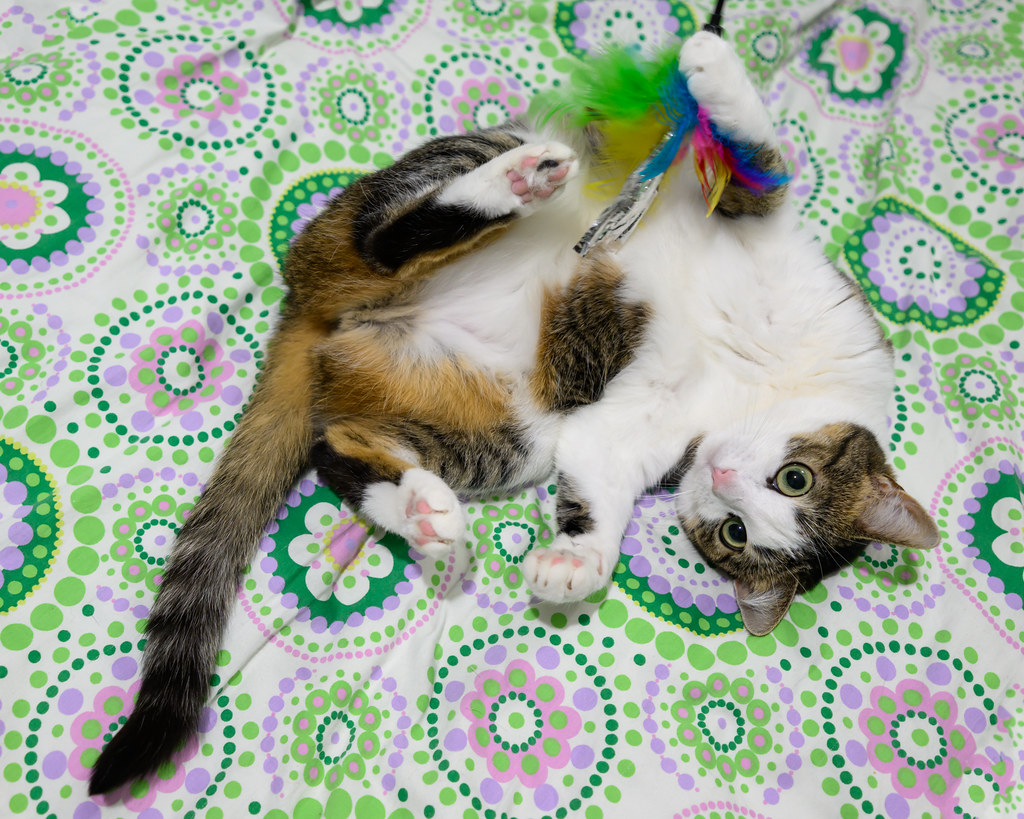 Photo of a cat for Giant Skein, Unravel at Your Own Risk