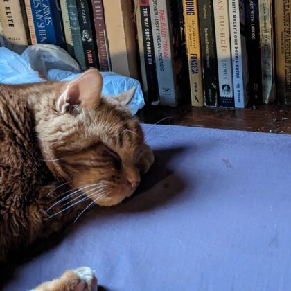 Photo of a cat for Knitting Pattern PDF, The Cat Cosy