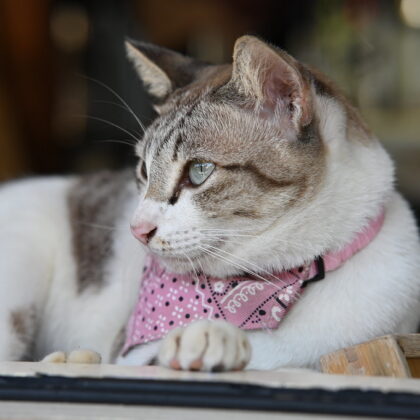 Photo of a cat for Cat Sweater, Removed Within Seconds