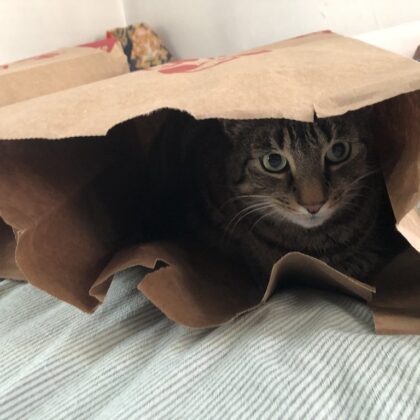 Photo of a cat for Monthly Yarn Box Subscription