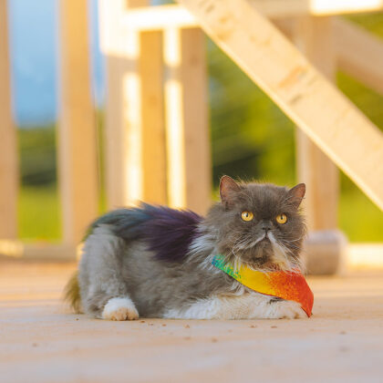 Photo of a cat for Pom Pom Garland, Detached