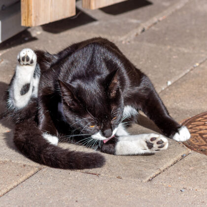 Photo of a cat for Crochet Hook Set, Fully Chewed