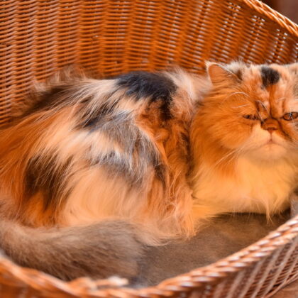 Photo of a cat for Wool Basket, Now Occupied